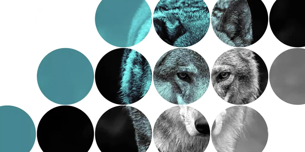 Gray wolf in a stylized image